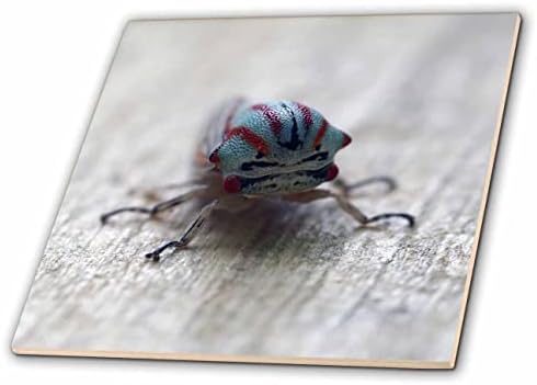 3dRose Makró fénykép egy apró, kék, piros leafhopper. - Csempe (ct_350911_1)
